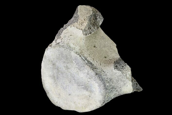 Fossil Whale Thoracic Vertebra - South Carolina #137567